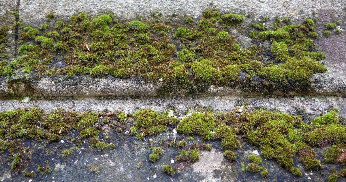 Antimousse pour façade : Pourquoi un traitement annuel est essentiel